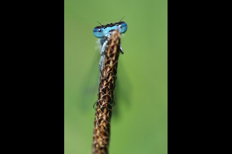 Common blue damselfly