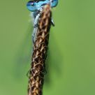 Common blue damselfly