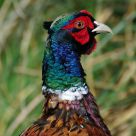 pheasant