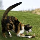 Cat and Mouse