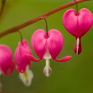 Spring in the Garden