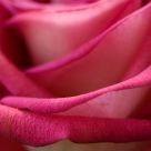 A rose is still a rose...