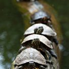 Turtle train