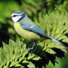 bluetit
