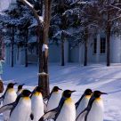 Penguin Parade