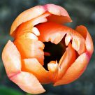 orange petals