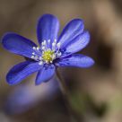 Hepatica nobilis