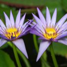 colliding stars