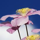 Sky Flowers