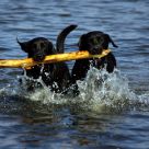 Dogs in Baltic sea