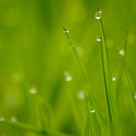 Grass and Dew