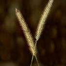 Just two grasses