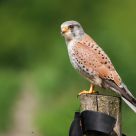 Kestrel