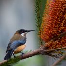 Eastern Spinebill