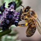 The bee and lavander