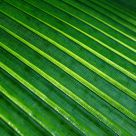Simply Green