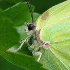 Butterfly smile