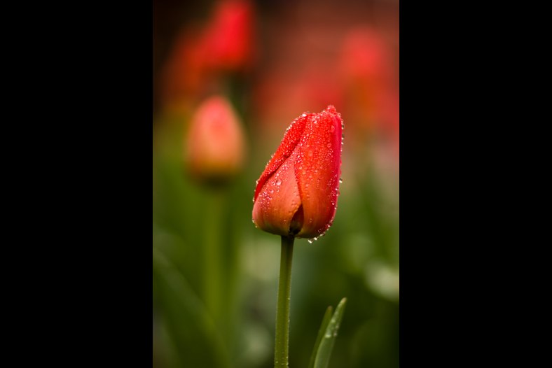 After the Rain