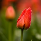 After the Rain
