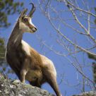 Prince of the Pyrenees