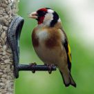goldfinch