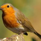 Robin