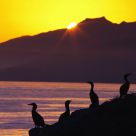 Birds At Sunset