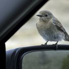 Objects In The Mirror...