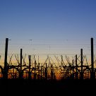 winter sunset in the vineyard