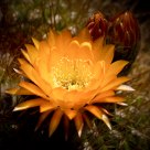 Cactus Bloom