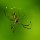 spider