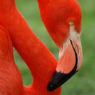 Flamboyant Flamingo