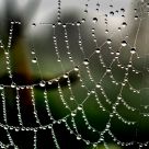 Spider pearls
