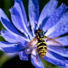 Schwebfliege auf Wegwarte