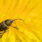 Pollinisation
