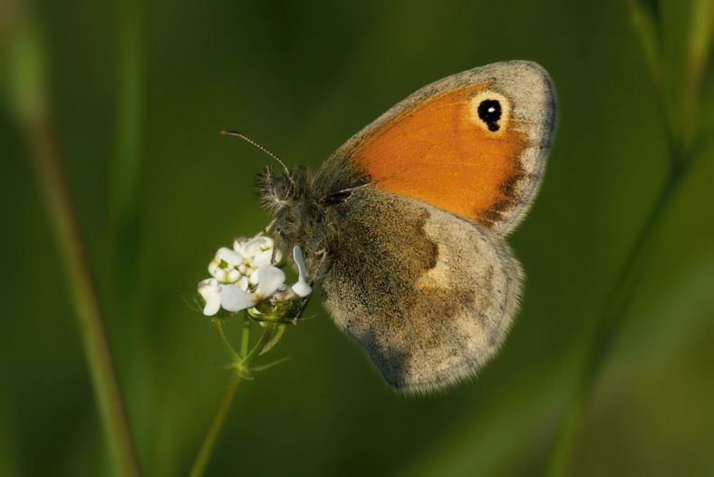 a touch of orange