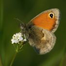 a touch of orange