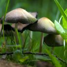Hidden