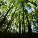 Mighty forest