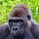 silverback portrait