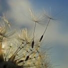 Fly Away