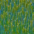 Barley