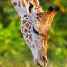 Masai Giraffe