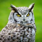 Wildlife