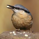 Nuthatch