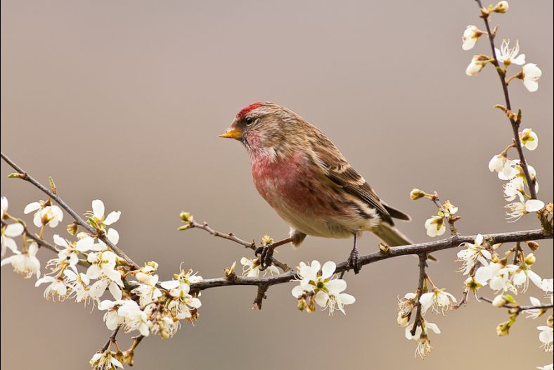 Common Redpoll on Hawthorn blossom