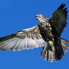 Peregrine Falcon