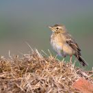 Paddyfield Pipit