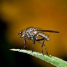 Fly 2