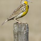 Western Meadowlark